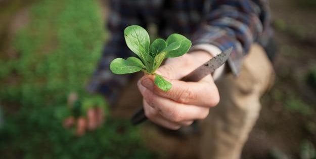 A Mâche 'vit' Plant
Todd Coleman