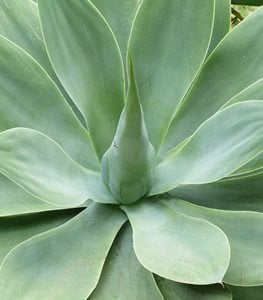 AGAVE
