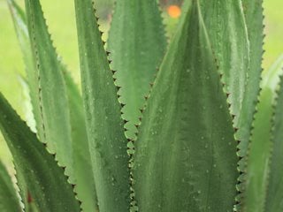 Agave Plant, Agave Leaves
Pixabay