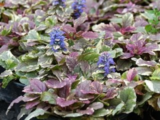 Ajuga 'burgundy Glow', Blue Flowering Ground Cover
Shutterstock.com
New York, NY