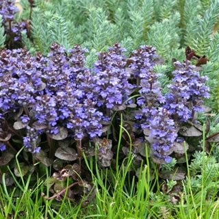 Ajuga Plant Blooming, Ajuga Reptans
Shutterstock.com
New York, NY