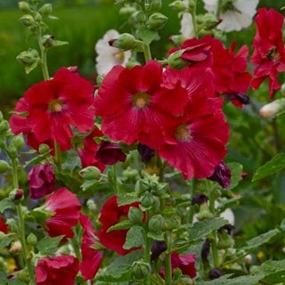 Alcea Rosa 'mars Magic', Red Hollyhock
"Dream Team's" Portland Garden
Proven Winners
Sycamore, IL