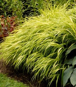 'All Gold' Japanese Hakone grass