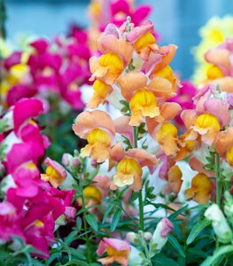 Snapdragon flowers