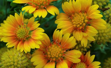 Arizona Apricot blanket flower