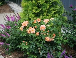 At Last Rosa, Roses In Landscape
Proven Winners
Sycamore, IL