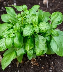 Basil Plant
Shutterstock.com
New York, NY