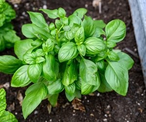 basil plant