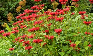 Bee Balm Plants, Native Garden Plants
Garden Design
Calimesa, CA