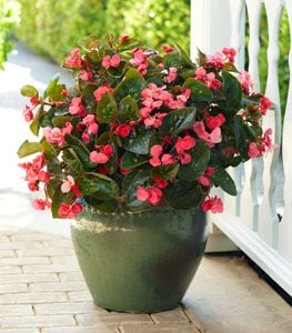 Surefire® Rose begonia