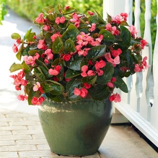 Surefire Rose begonia