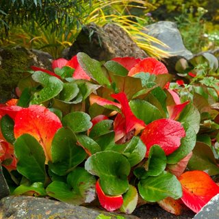 Bergenia Leaves In Fall
Shutterstock.com
New York, NY