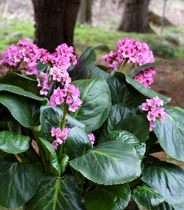 'Miss Piggy' Pigsqueak bergenia