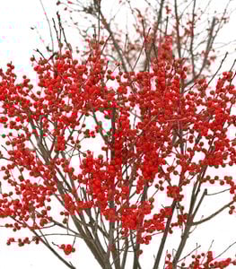 Berry Poppins® winterberry holly