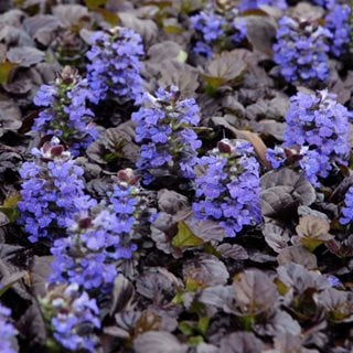 Black Scallop Ajuga, Bugleweed
Proven Winners
Sycamore, IL