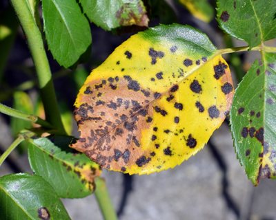 black spot disease on rose leaves