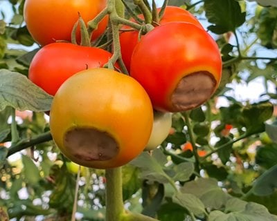 Blossom End Rot On Tomatoes
Shutterstock.com
New York, NY