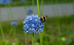 Blue Globe Allium, Blue Flower, Blue Globe Onion
Shutterstock.com
New York, NY
