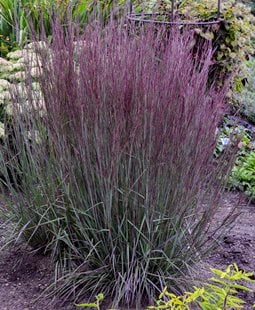 Blue Paradise Schizachyrium, Little Bluestem
Ornamental Grasses in Pots 
Proven Winners
Sycamore, IL