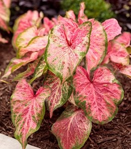 Heart to Heart® 'Blushing Bride' caladium