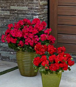 Boldly® Dark Red geranium
