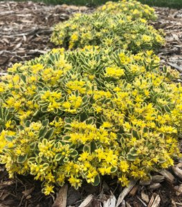 Rock 'N Low® 'Boogie Woogie' sedum