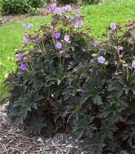 'Boom Chocolatta' geranium