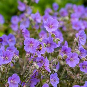 'Boom Chocolatta' hardy geranium with bronze foliage and blue-purple flowers