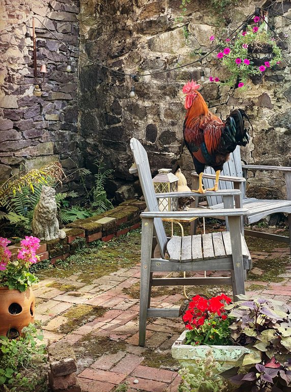 brick patio with garden chairs and rooster