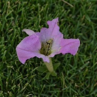 Budworm on petunia flower