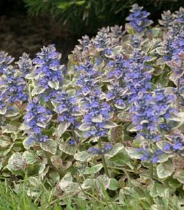 'BURGUNDY GLOW' BUGLEWEED
