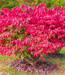 BURNING BUSH
