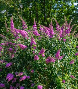 BUTTERFLY BUSH