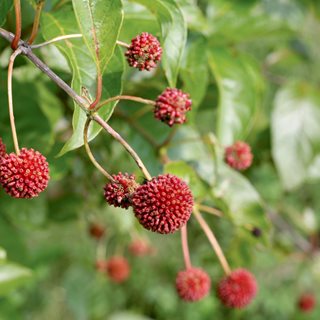 Buttonbush Seed Pod
Proven Winners
Sycamore, IL