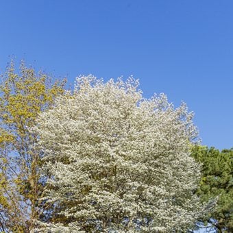 Canadian Serviceberry Tree, Amelanchier Canadensis
Shutterstock.com
New York, NY