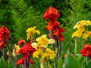 Canna Flowers, Red And Yellow Canna Flowers
"Dream Team's" Portland Garden
Shutterstock.com
New York, NY