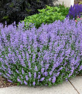 'Cat's Meow' catmint