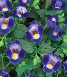 Catalina® Midnight Blue Wishbone Flower