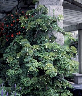 Climbing Hydrangea