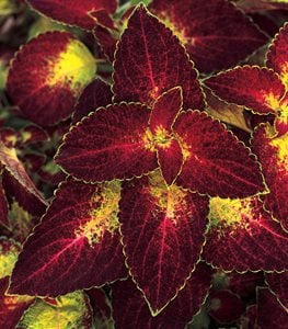 ColorBlaze® Dipt in Wine coleus
