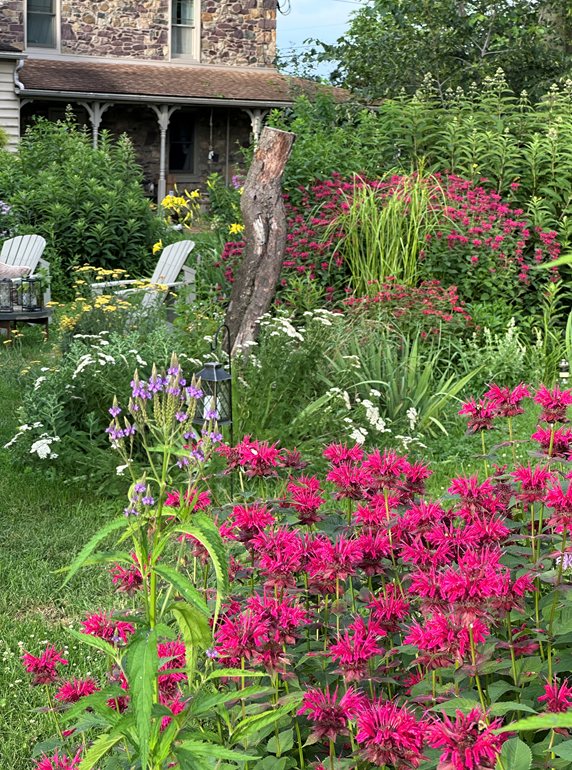coloful July garden bee balm