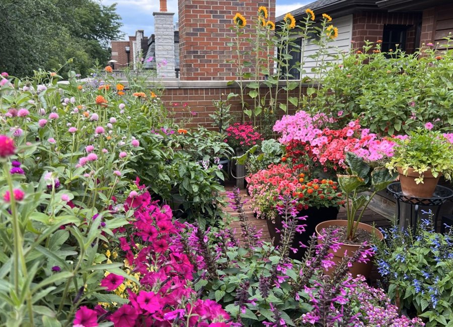 Colorful Rooftop Flower Garden
"Dream Team's" Portland Garden
Garden Design
Calimesa, CA