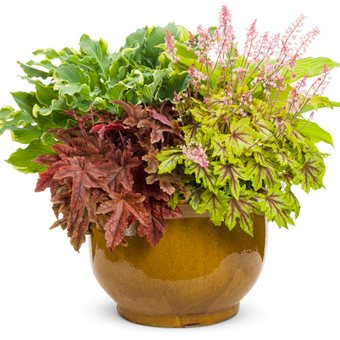 container combination with heucherella