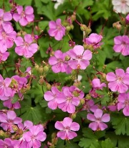 Cranesbill geranium