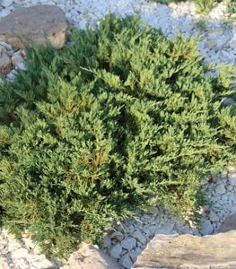 Creeping juniper