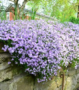 Creeping Phlox