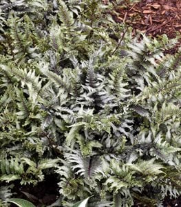 Japanese painted fern