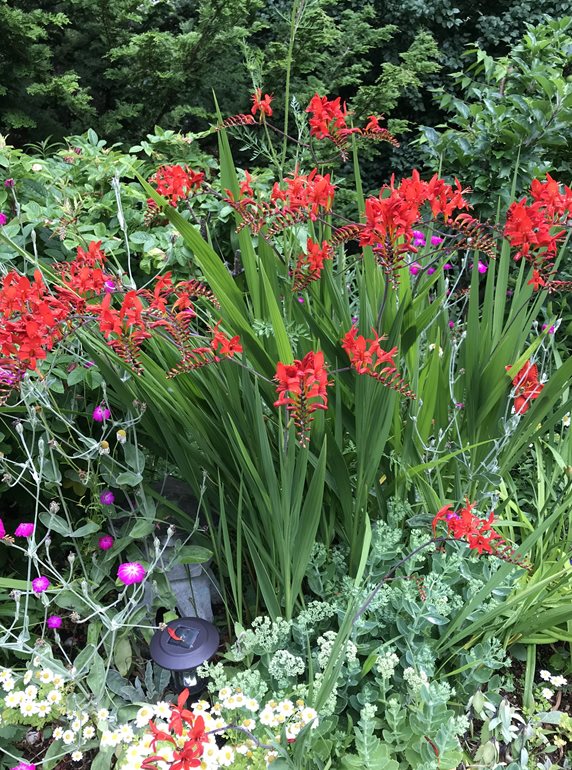 Crocosmia flowers in garden
