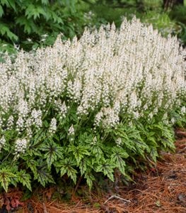 'Cutting Edge' foamflower