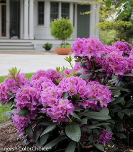 Dandy Man® Purple rhododendron